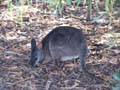 Tamar Wallaby